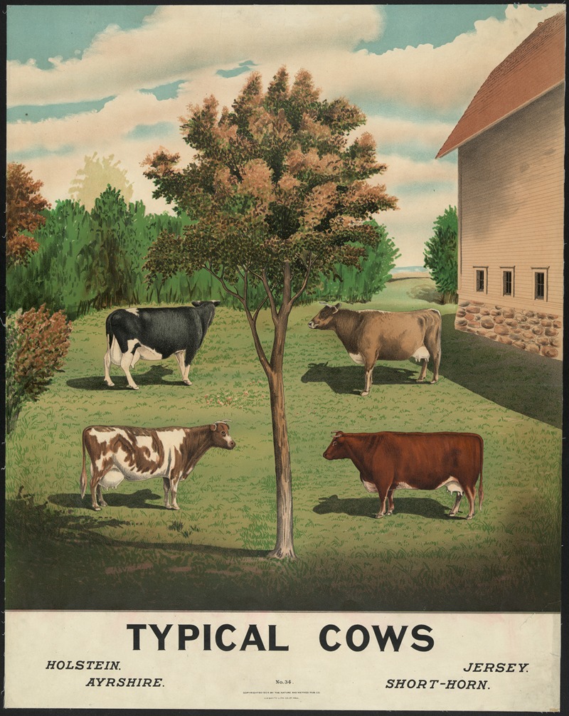 Typical cows by H.M. Smyth Lith. Co., 1904 — digital art print download