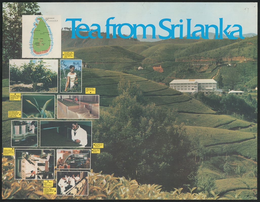 Tea from Sri Lanka by Anonymous — digital art print download