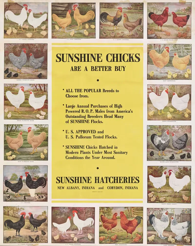 Sunshine chicks are a better buy by Sunshine Hatcheries, 1914 — digital art print download