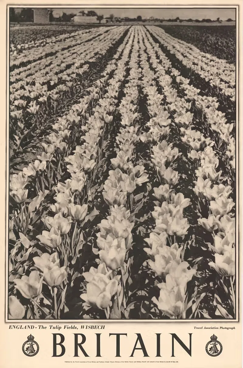 England - The Tulip Fielsds, Wisbech — Travel Association of Great Britain & Northern Ireland