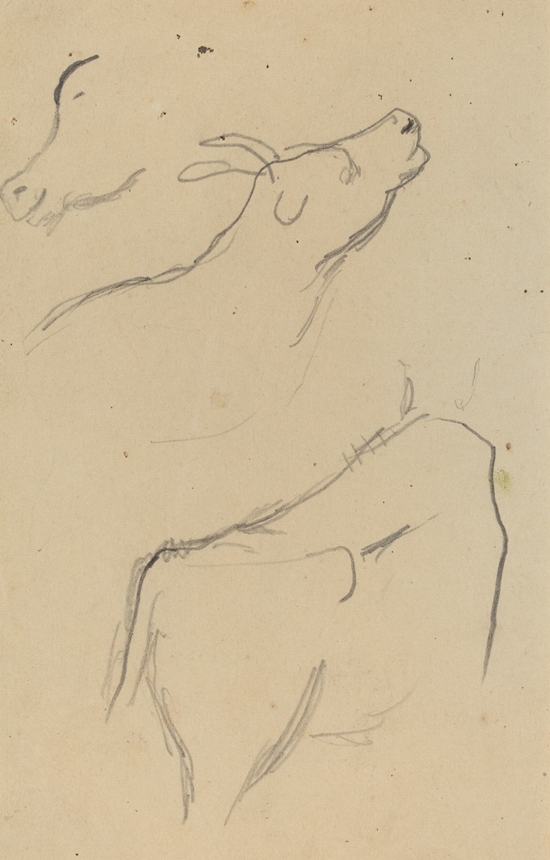 Studies of a Cow (verso) — Поль Гоген