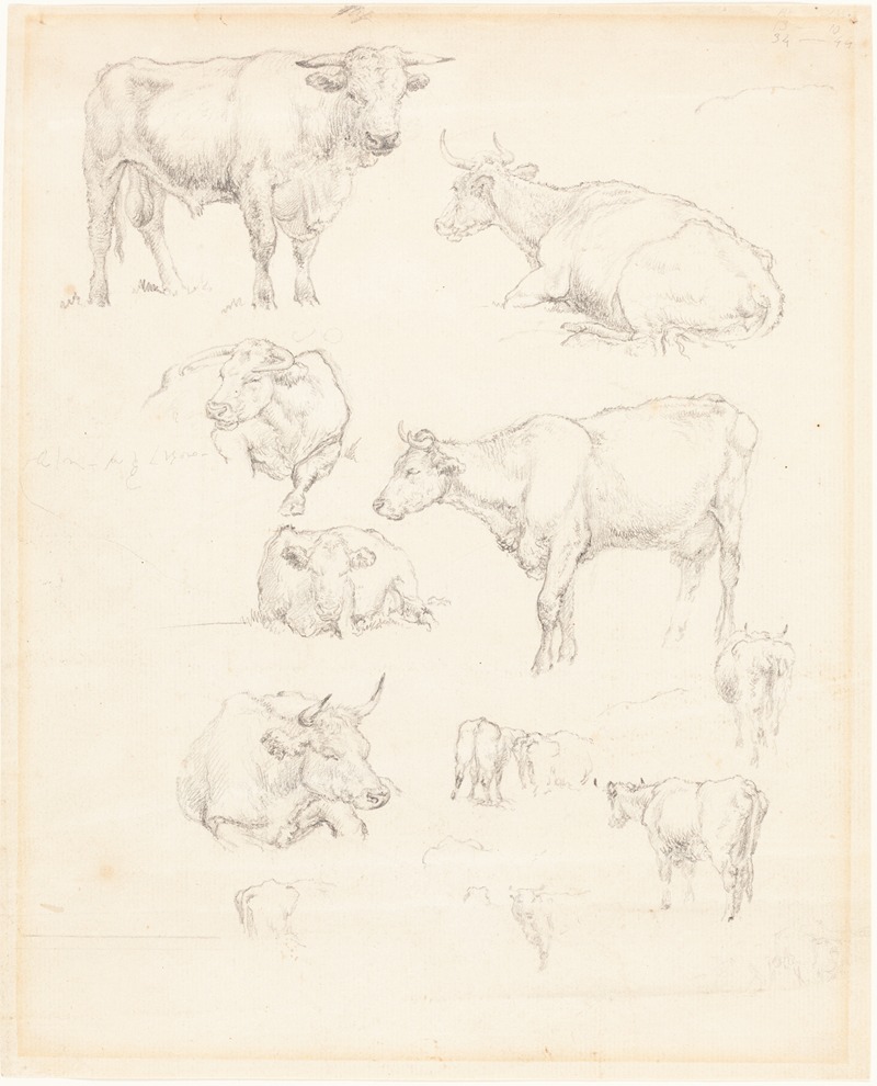 Studies of Cattle by Роберт Хиллс — digital art print download