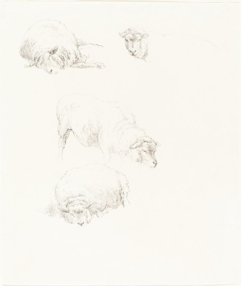 Studies of Sheep by Роберт Хиллс — digital art print download