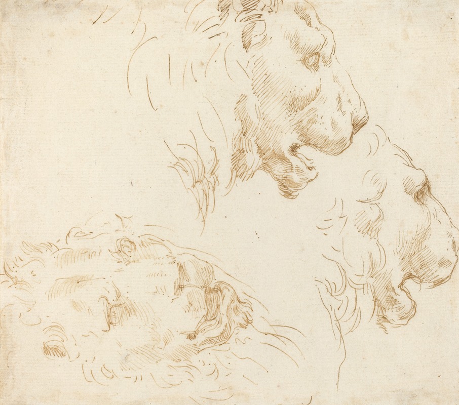 Studies of a Lion's Head by Стефано Делла Белла — digital art print download
