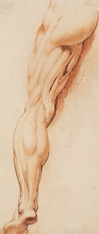 Anatomical Study (écorché). A man's flayed left leg seen from the back by Willem Panneels, 1628 – 1630 — digital art print…