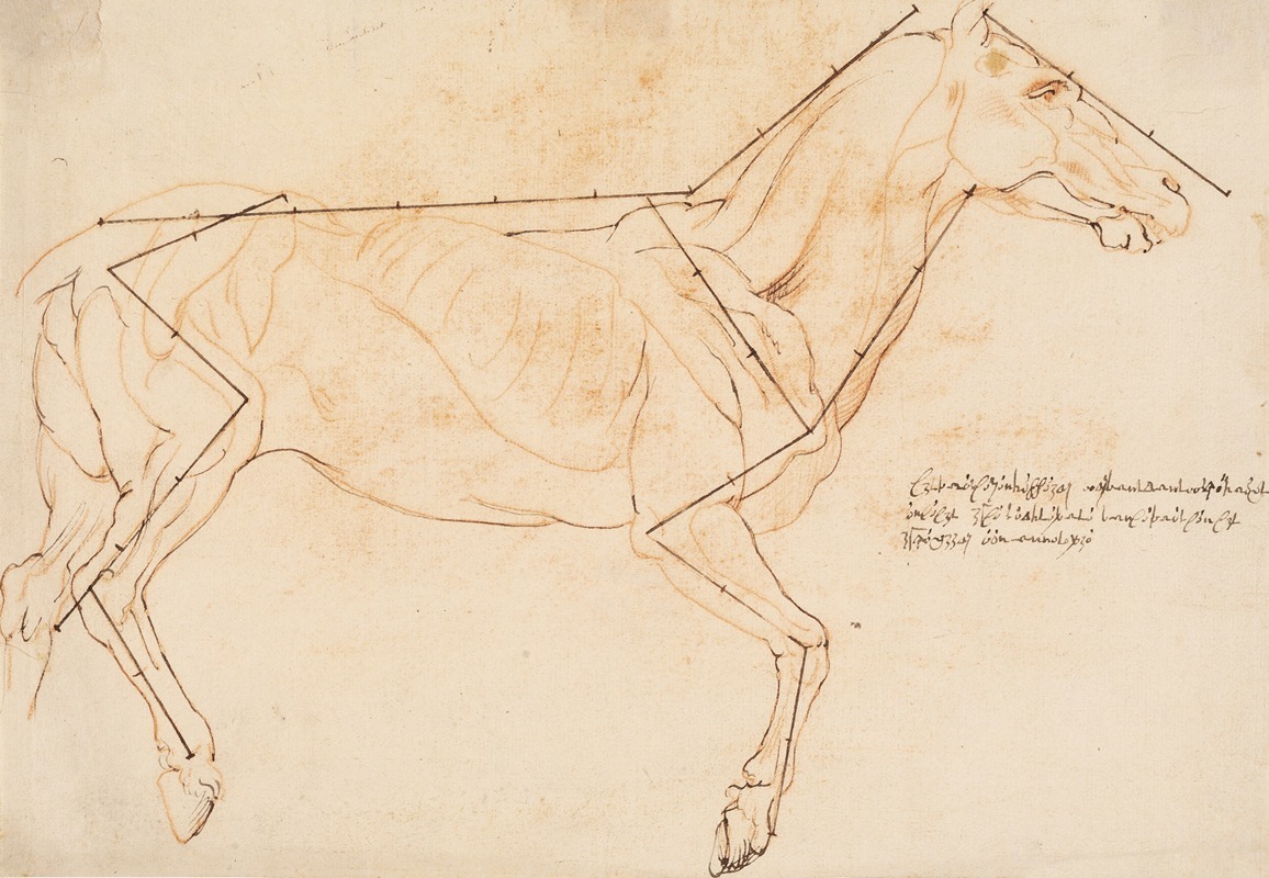 Anatomisk og proportionsstudie. En hest by Willem Panneels, 1628 – 1630 — digital art print download