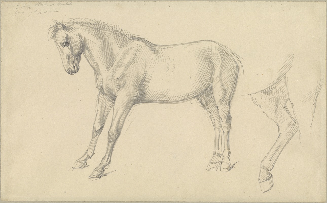 Studies of a Pony by Уильям Стратт — digital art print download