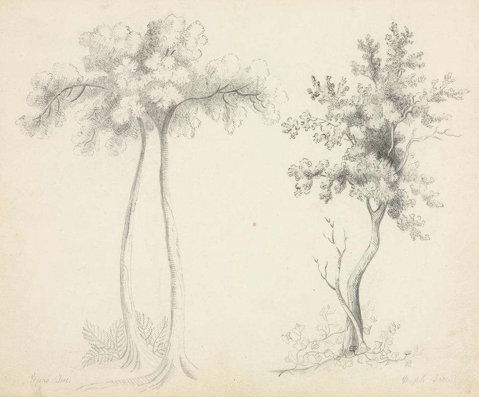 Studies of Upas and Maple Trees by Мэри Алта Нимс — digital art print download