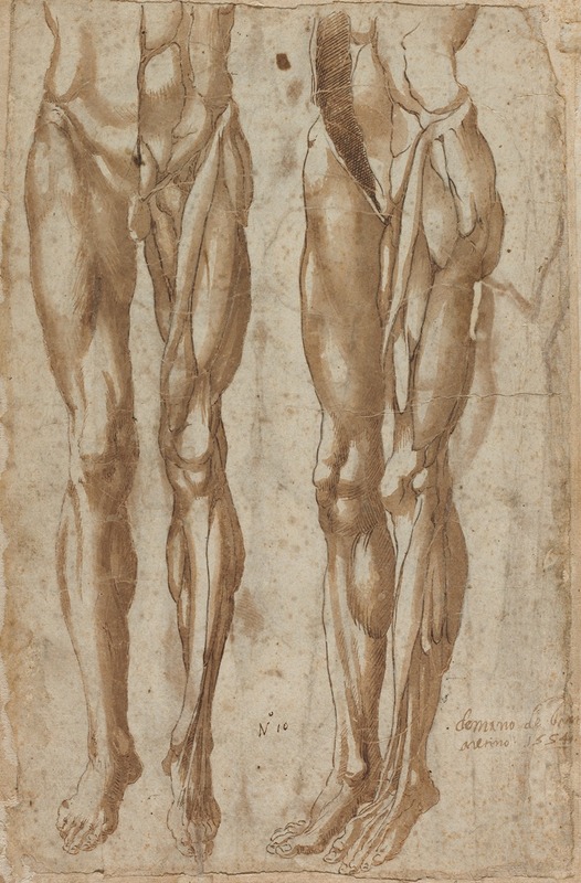 Two Studies of a Flayed Man (recto) by Bartolommeo da Arezzo, 1554 — digital art print download