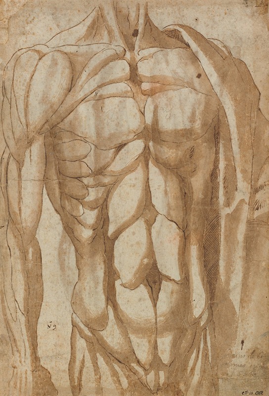 Study of a Flayed Torso (verso) by Bartolommeo da Arezzo, 1554 — digital art print download