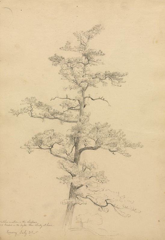 Pine Tree, Conway, New Hampshire (recto) by Дэвид Джонсон, c. 1851 — digital art print download