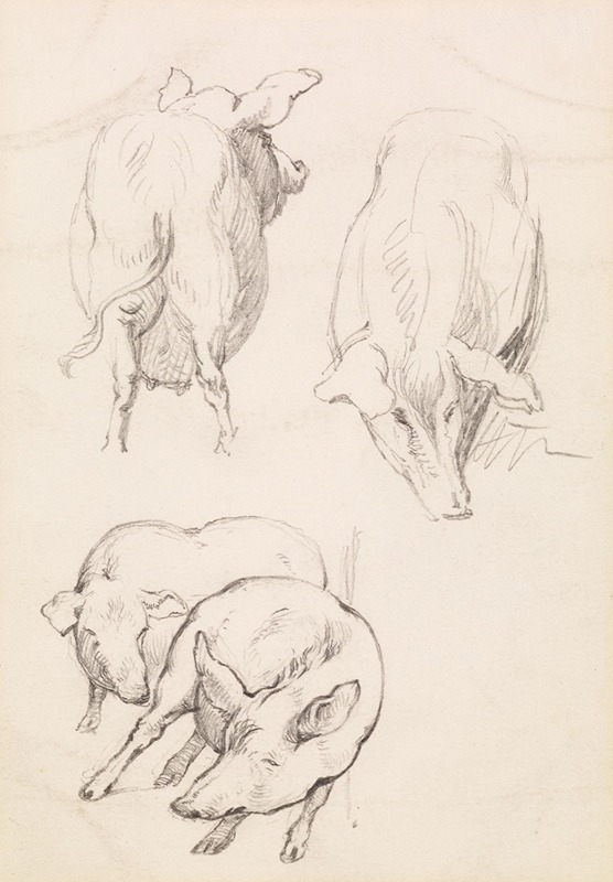 Three Studies of Pigs by Фредерик Сэндис — digital art print download