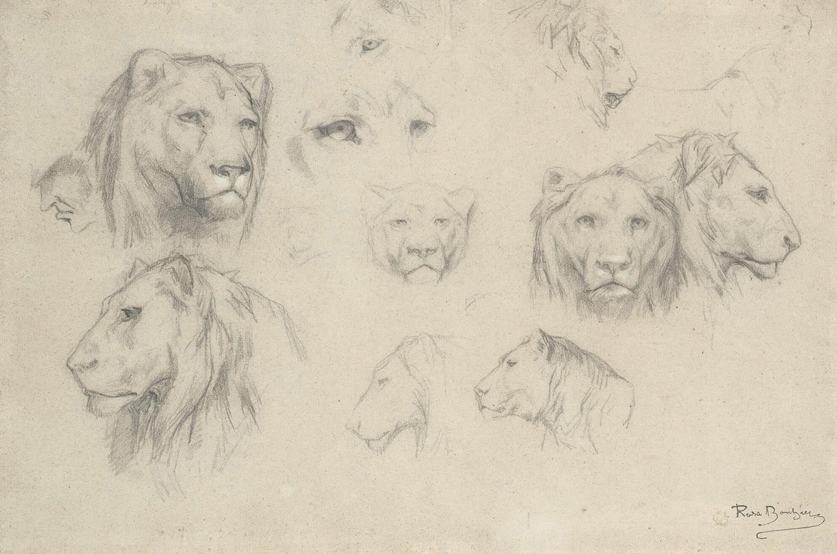 Study Of Lions And Lionesses — Роза Бонёр
