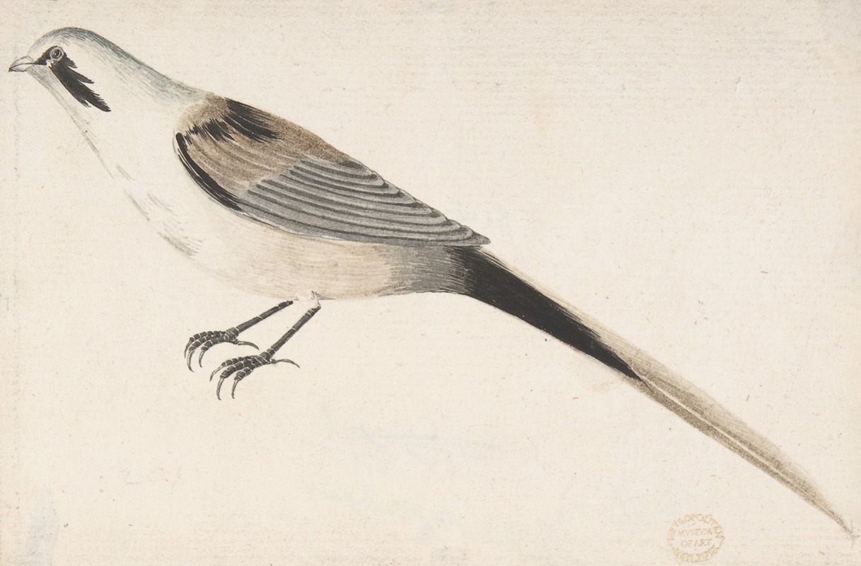 Long-Tailed Bird Seen in Profile. by Count Giorgio Durante, 1685–1755 — digital art print download