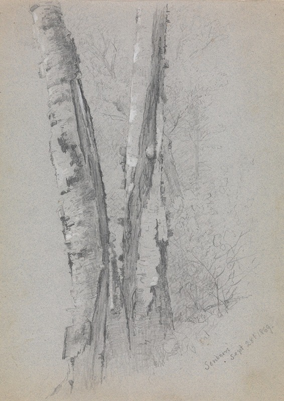 Study of Birch Trunks (Scribners') by Джервис Макинти, 1869 — digital art print download