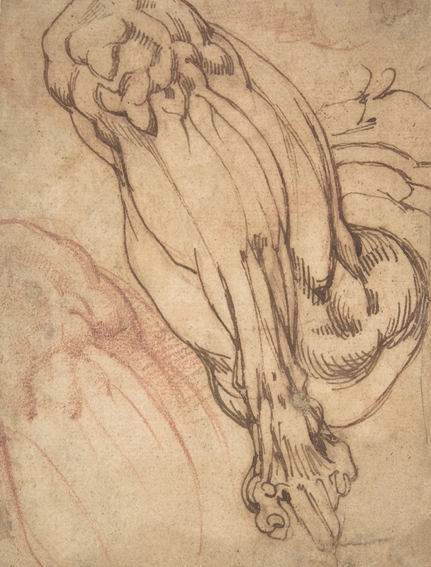 Anatomical Studies of a Leg — School of Michelangelo Buonarroti