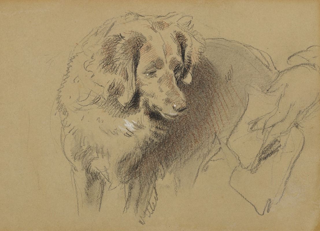 Study of a Dog by Сэр Эдвин Генри Ландсир — digital art print download