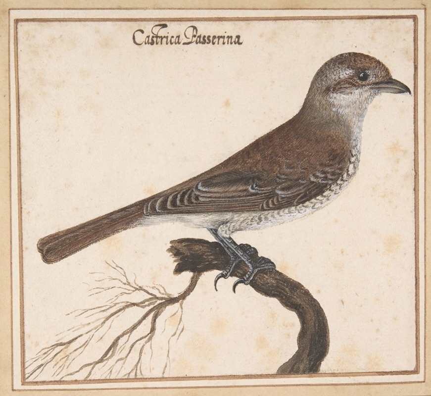 Castrica Passerina by Vincenzo Leonardi — digital art print download