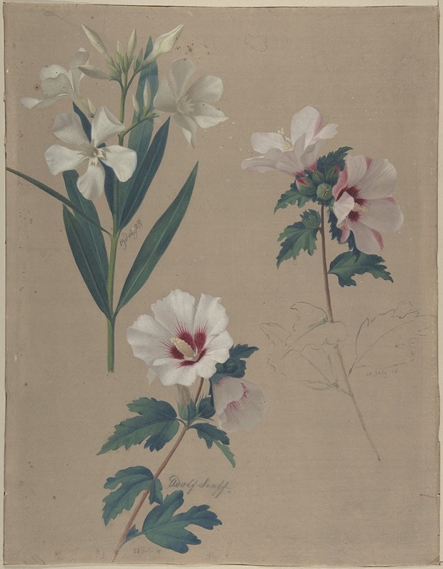 Study of Hibiscus Plants by Адольф Зенфф, 1828 — digital art print download