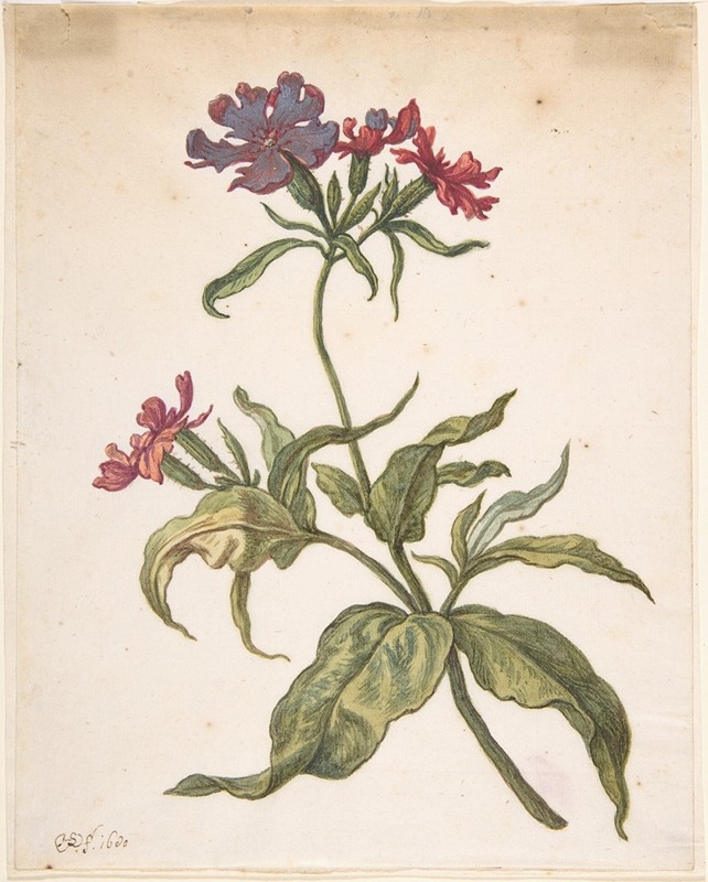 Study of a red catchfly (Lychnis hirsuta) — Herman Saftleven