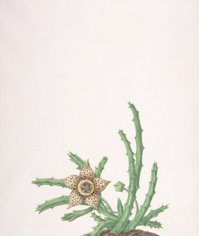 A Stapelia Variegata by Nicolas Robert — digital art print download