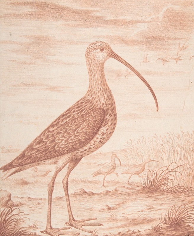 Curlews and Ducks by Nicolas Robert — digital art print download