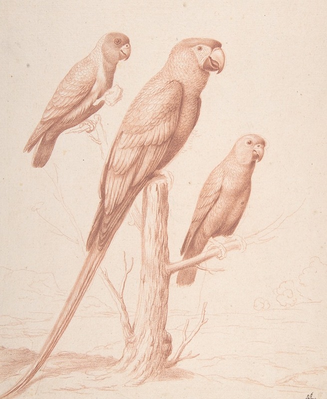 Three Parrots by Nicolas Robert — digital art print download