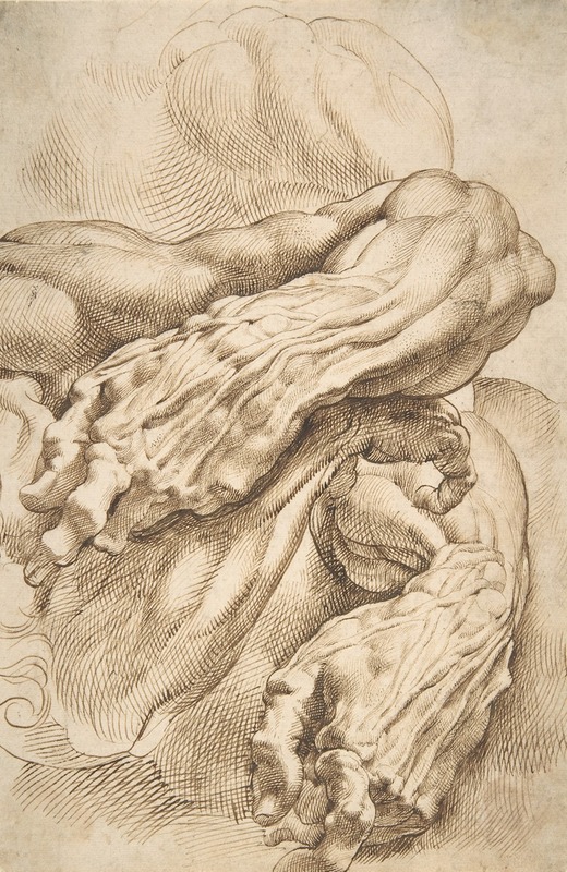 Anatomical Studies; a left forearm in two positions and a right forearm — Peter Paul Rubens