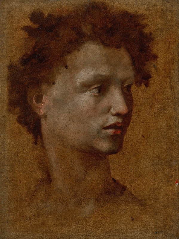 Head of a Youth — Domenico Beccafumi
