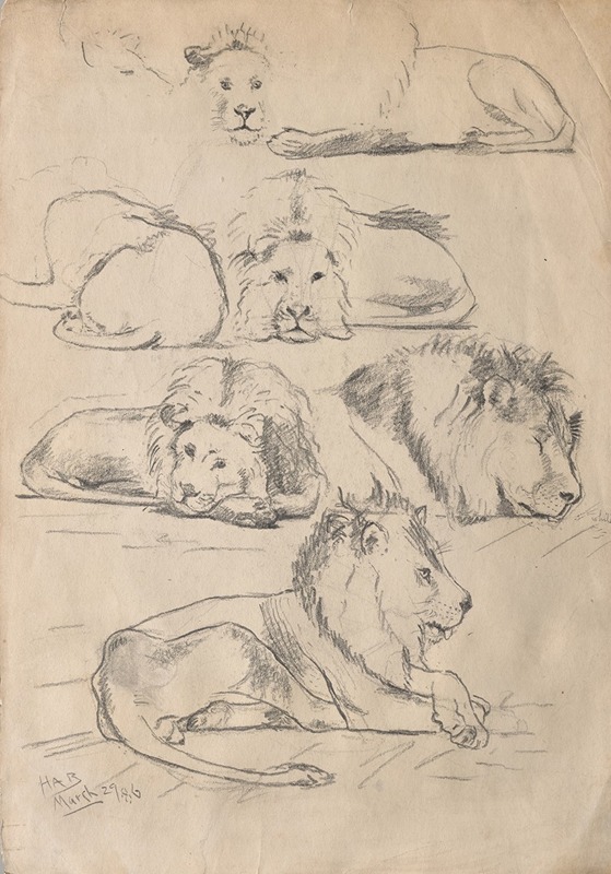 Studies of Lions by Джон Хаберли, 1886 — digital art print download