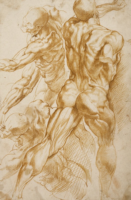 Anatomical Studies by Петер Пауль Рубенс, 1600–1605 — digital art print download