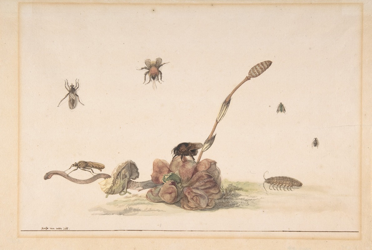 Various Insects by a Fungus by Рохус ван Вейн, 1681 — digital art print download