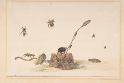 Various Insects by a Fungus by Рохус ван Вейн, 1681 — digital art print download