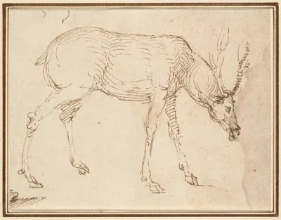 Studies of a Stag by Stefano da Verona — digital art print download