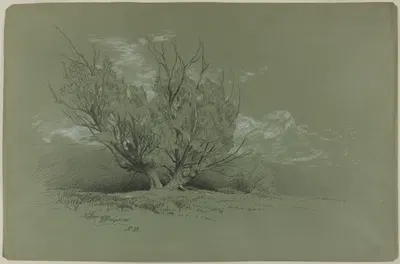 Willow by Дэвид Джонсон, 1885 — digital art print download