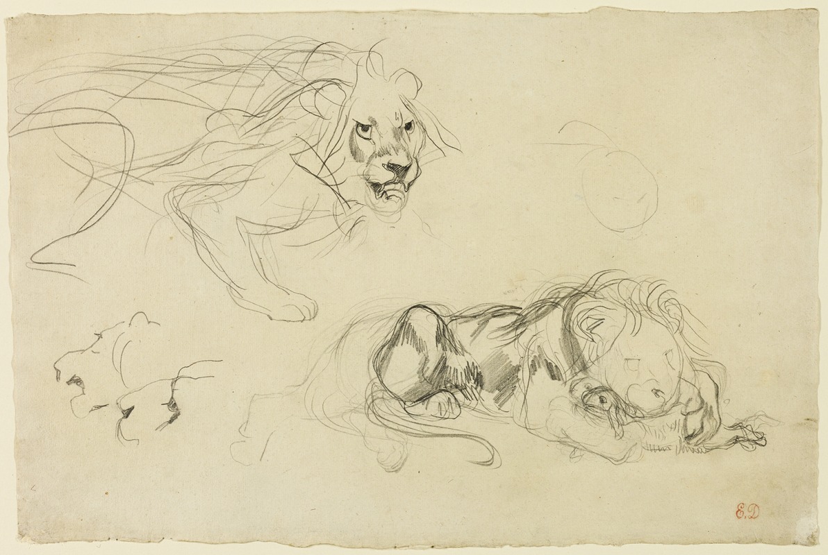 Studies of Lions by Эжен Делакруа, c. 1829 — digital art print download