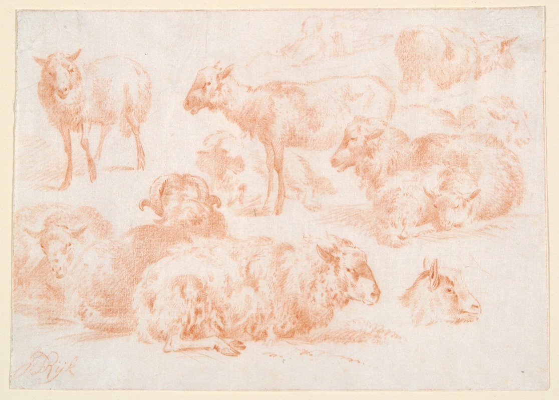 Studies of Sheep by Jan Ryks — digital art print download