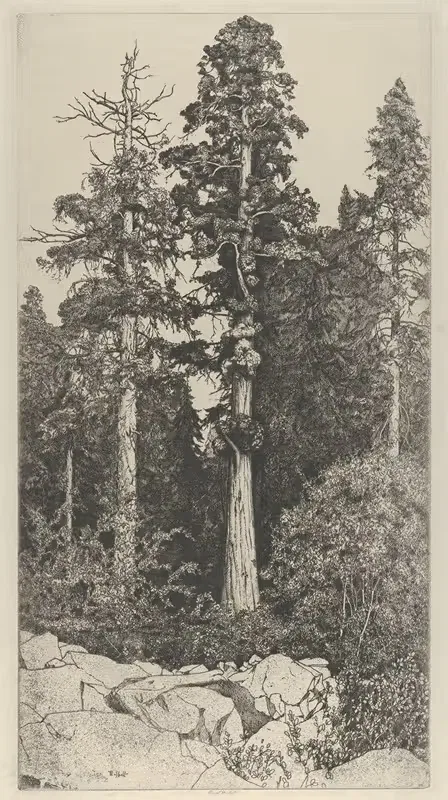 Младенец секвойя by Эрнест Хаскелл, 1915 — digital art print download