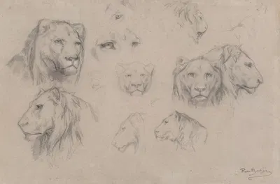 Study of heads of lions and lionesses by Rosa Bonheur — digital art print download