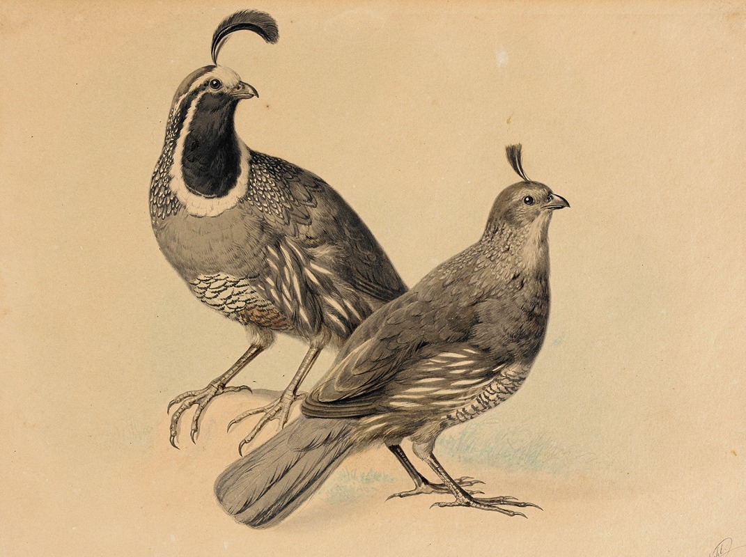 Gamble Quail by Чарльз Кристиан Наль, 1858 — digital art print download
