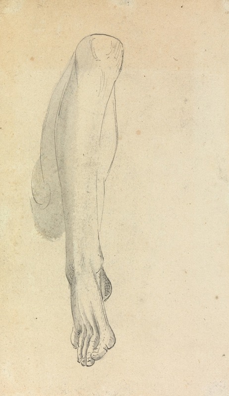 Anatomical Study of a Leg by Benjamin Robert Haydon — digital art print download