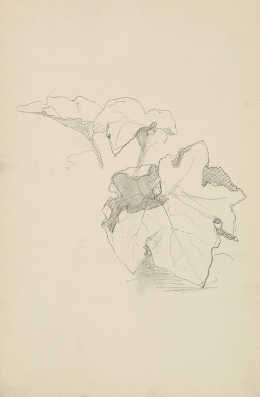 szkic liści winnej latorośli by Генрик Симирядзкий, 1883 — digital art print download