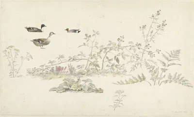 Studieblad met planten en watervogels by Иосиф Августус Книп, 1806 — digital art print download