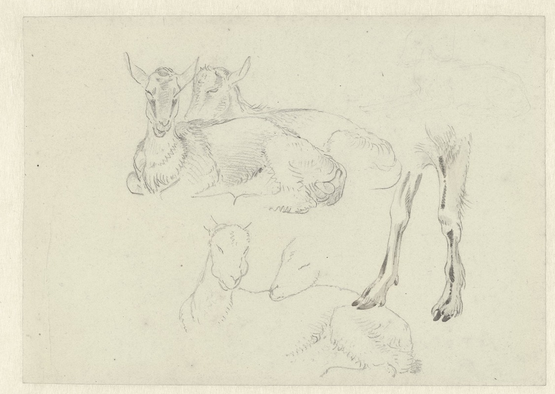 Studies of Goats by Иосиф Августус Книп — digital art print download