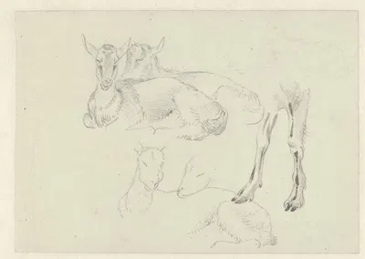 Studies of Goats by Иосиф Августус Книп — digital art print download