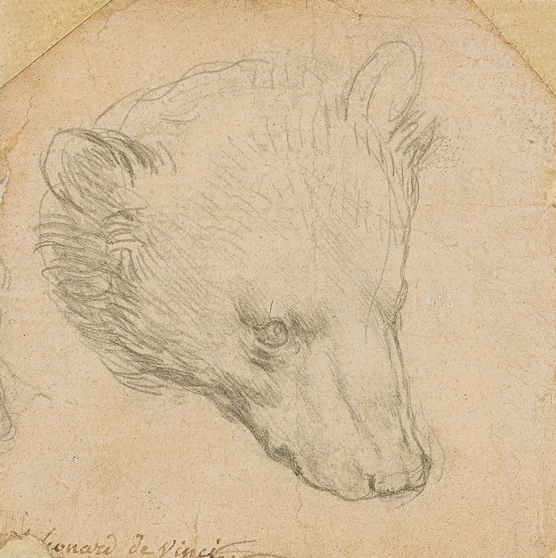 Head of a bear by Леонардо да Винчи — digital art print download