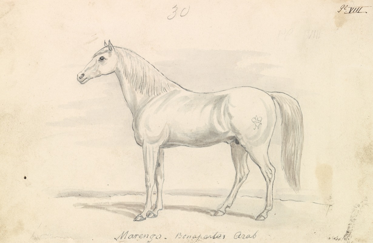 Marengo, Bonaparte's Arab by Чарльз Гамильтон Смит, 1837 — digital art print download