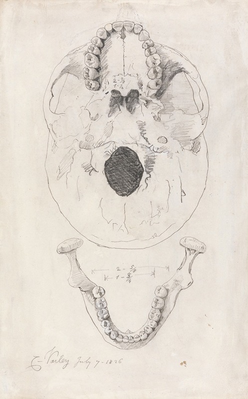A measured drawing of a skull — Cornelius Varley