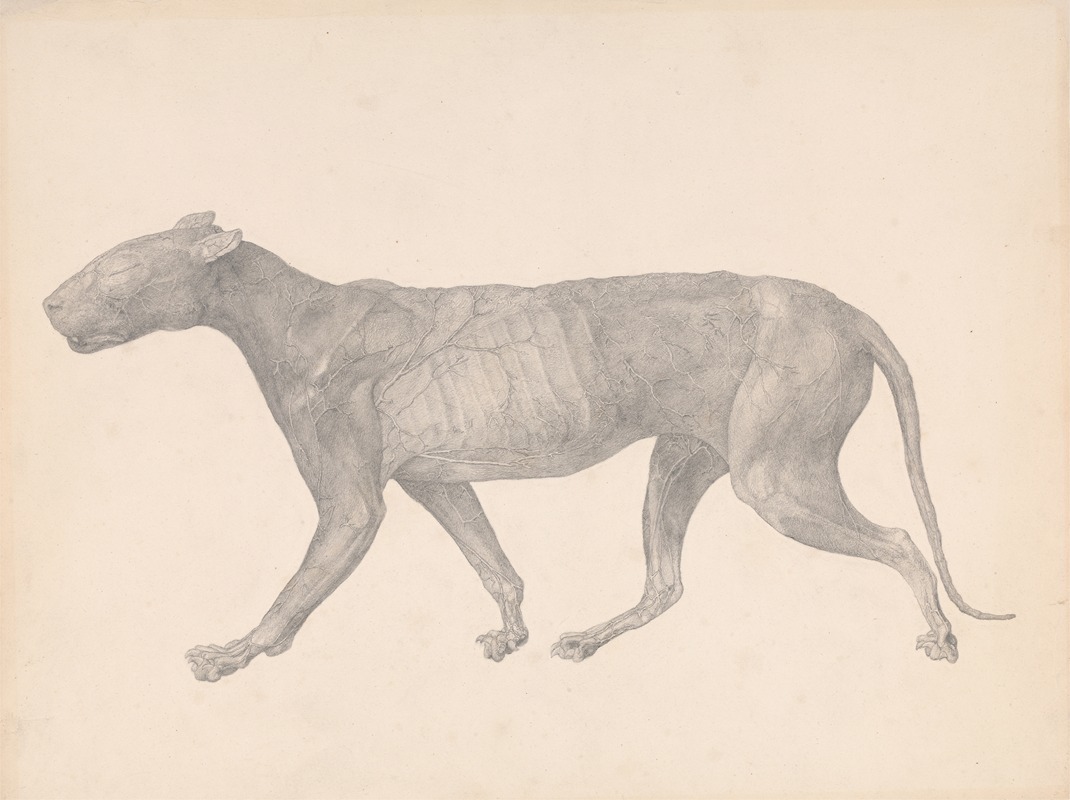 Tiger, Lateral View, with Skin and Tissue Removed — George Stubbs