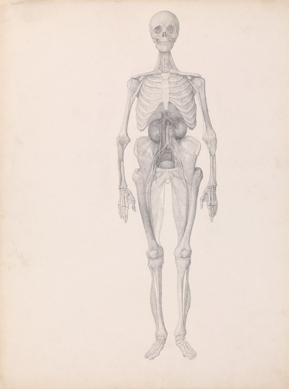 Human Figure, Anterior View by Джордж Стуббс — digital art print download